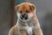 赛级柴犬 纯种柴犬 日本柴犬 保证纯种保证健康 - 桂林28生活网 www.28life.net