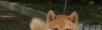 日系柴犬幼犬多少钱 纯种柴犬幼犬哪里有卖的 - 宠物交易 - 宠物信息 - 桂林分类信息 - 桂林28生活网 www.28life.net