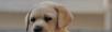 赛级拉布拉多幼犬哪出售 纯种拉布拉多价格 - 宠物交易 - 宠物信息 - 桂林分类信息 - 桂林28生活网 www.28life.net