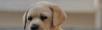 赛级拉布拉多幼犬哪出售 纯种拉布拉多价格 - 桂林28生活网 www.28life.net