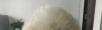 可爱家养小比熊，68天啦~~~~~ - 桂林28生活网 www.28life.net