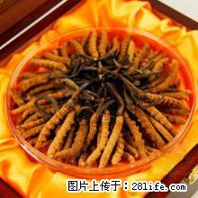桂林回收冬虫夏草地址13611114534桂林回收海参鹿茸 - 礼品刀具 - 特色礼品 - 桂林分类信息 - 桂林28生活网 www.28life.net