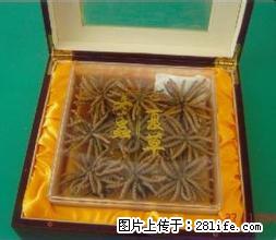 《桂林回收冬虫夏草》13611114534（回收断草）礼品 - 其他广告 - 广告专区 - 桂林分类信息 - 桂林28生活网 www.28life.net