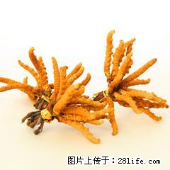 北京朝阳区回收冬虫夏草 回收海参 阿胶多少钱一斤 - 其他广告 - 广告专区 - 桂林分类信息 - 桂林28生活网 www.28life.net