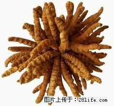 南宁回收冬虫夏草13611114534南宁回收海参燕窝 - 其他广告 - 广告专区 - 桂林分类信息 - 桂林28生活网 www.28life.net