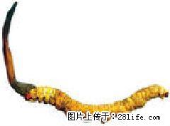 常年高价回收冬虫夏草13021062888桂林大量收购海参 - 保健品 - 饮食特产 - 桂林分类信息 - 桂林28生活网 www.28life.net