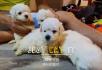 家养两个多月大比熊幼犬出售 - 宠物交易 - 宠物信息 - 桂林分类信息 - 桂林28生活网 www.28life.net