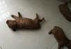 自家贵宾犬下的一窝毛色纯正的红贵 - 桂林28生活网 www.28life.net