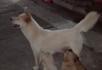 自家柴犬培育小狗狗出售 - 宠物交易 - 宠物信息 - 桂林分类信息 - 桂林28生活网 www.28life.net