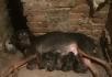 家养纯种杜宾犬，价优物美 - 宠物交易 - 宠物信息 - 桂林分类信息 - 桂林28生活网 www.28life.net