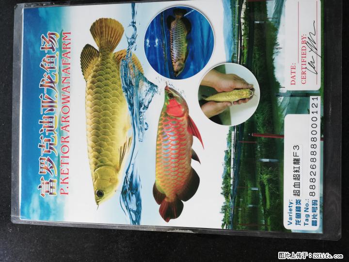急售1.5米可爱水族馆鱼缸及龙鱼 - 其它 - 宠物信息 - 桂林分类信息 - 桂林28生活网 www.28life.net