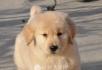 金毛犬幼崽诚信出售中 - 宠物交易 - 宠物信息 - 桂林分类信息 - 桂林28生活网 www.28life.net