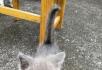 蓝猫猫娘 蓝猫幼猫出售 - 宠物交易 - 宠物信息 - 桂林分类信息 - 桂林28生活网 www.28life.net
