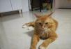 求收养宠物猫弟弟黄色可爱 - 桂林28生活网 www.28life.net