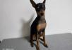 自家养小鹿犬，一岁左右 - 宠物交易 - 宠物信息 - 桂林分类信息 - 桂林28生活网 www.28life.net