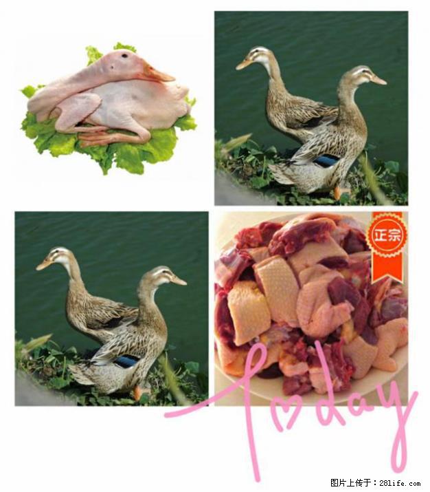 桂林市灵川县八里四路【全州醋血鸭】欧洲小镇店 - 美食天地 - 桂林生活社区 - 桂林28生活网 www.28life.net