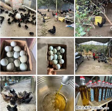 油茶园从小鸡仔开始养起的纯土鸡、土鸡蛋可以预定啦!还有前几天刚榨的纯山茶油哦 - 土特产 - 饮食特产 - 桂林分类信息 - 桂林28生活网 www.28life.net