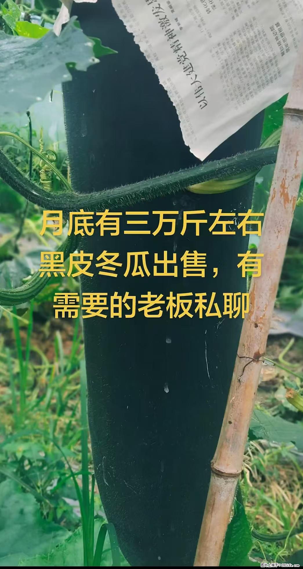 麻哥草莓采摘园，月底有三万斤左右【黑皮冬瓜】出售，有需要的老板欢迎联系！ - 其他广告 - 广告专区 - 桂林分类信息 - 桂林28生活网 www.28life.net