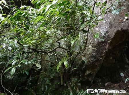 平乐石崖茶,珍贵仅次于金花茶 - 桂林生活资讯 - 桂林28生活网 www.28life.net