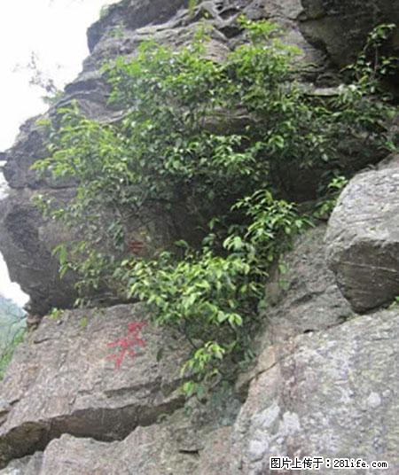 平乐石崖茶,珍贵仅次于金花茶 - 桂林生活资讯 - 桂林28生活网 www.28life.net