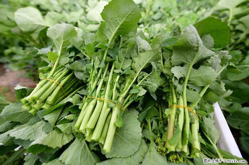 这些蔬菜是“天然钙片”,这6种被医生重点推荐 - 桂林生活资讯 - 桂林28生活网 www.28life.net